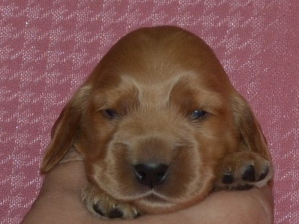 6. fenka - žlutá.JPG